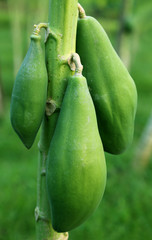 Green papaya in plant