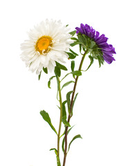 bouquet of asters