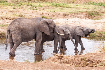 Elephant Family in the river