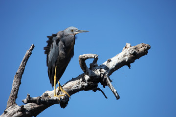 Green Heron on the trunk of a dead tree against the blue sky