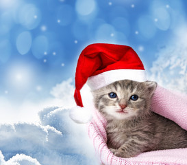 cute newborn kitten with santa cap