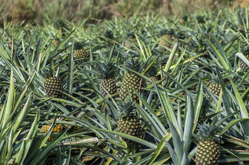パイナップル畑