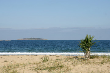 palm