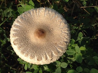 fungo con rugiada mattutina