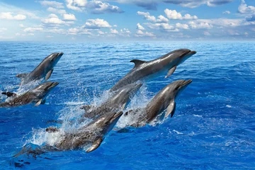 Zelfklevend Fotobehang Dolfijn Dolfijnen springen