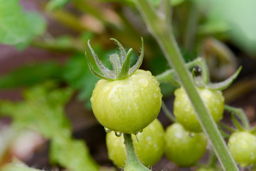 green tomatoes growing