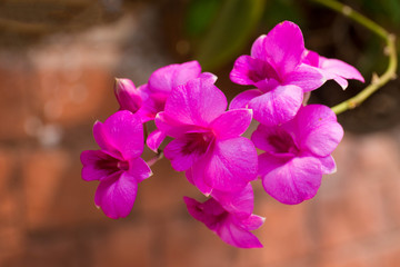 Pink orchid against of tropical flowers