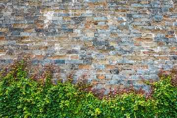 ivy with ancient city wall