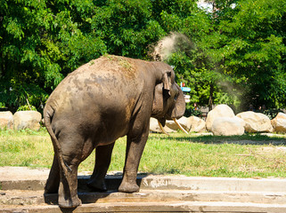 elephant splashing with water