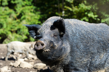 Wild boar in autumn forest