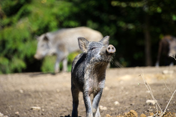 Wild boar in autumn forest