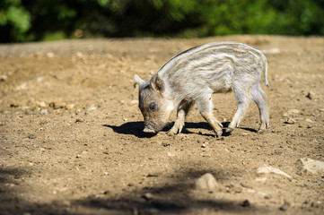 Wild boar in autumn forest