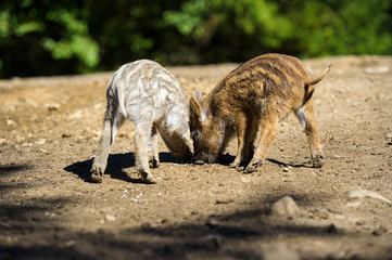 Wild boar in autumn forest