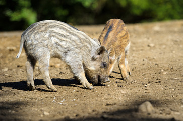 Wild boar in autumn forest