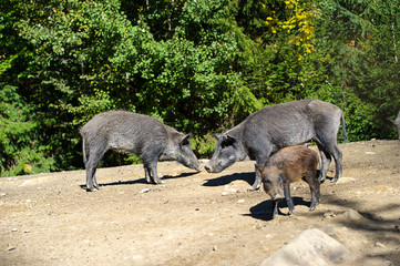 Wild boar in autumn forest