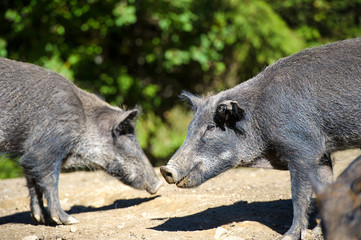 Wild boar in autumn forest