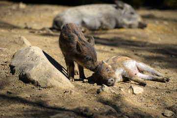Wild boar in autumn forest