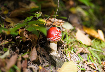 mushrooms in the forest