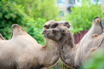 Camel