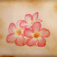 Old paper background with pink flower