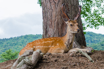 Deer in Nara park
