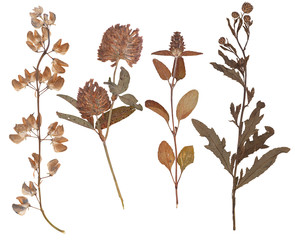 Set of wild dry pressed flowers and leaves