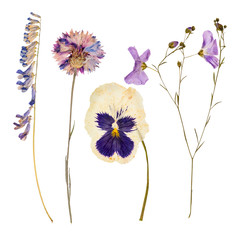 Set of wild dry pressed flowers and leaves - 71728681
