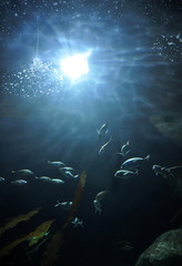 Fototapeta na wymiar fish under water