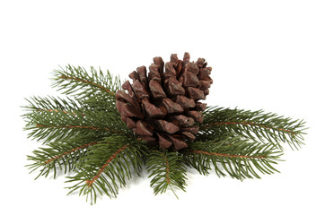 Big pine cone on the white background