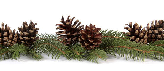 Pine cones on the white background