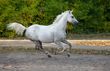 Obraz na płótnie Canvas Gray arabian horse runs gallop in the farm