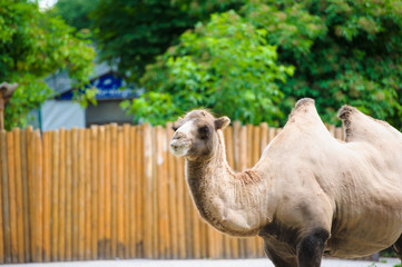 Camel