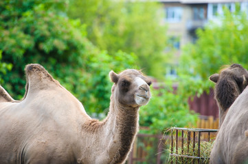 Camel