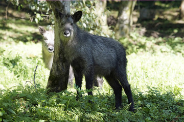 二ホンカモシカの親子