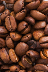 seeds of coffee
