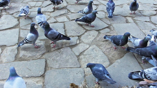 gray pigeons peck and run on pavement