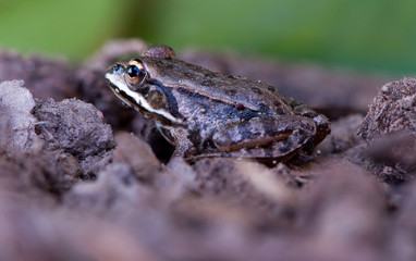 Rana