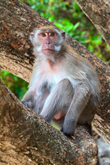 Monkey, macaque on a tree