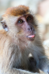 monkey portrait with language