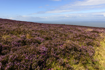 Fototapeta na wymiar heather field in moor and Bristol channel, Exmoor