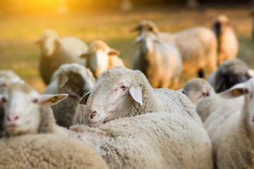 Naklejka premium Ram with sheep