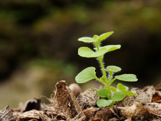 Young plant in the morning light