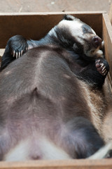 sleeping badger