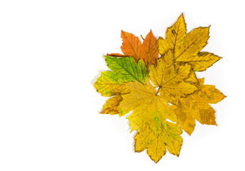 a composition of colorful maple leaves isolated on white