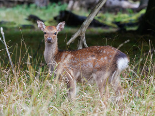 Sika Deer (cervus nippon)