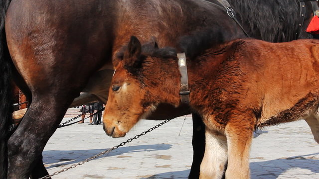 foal drink some milk and then do exercise with legs, close-up