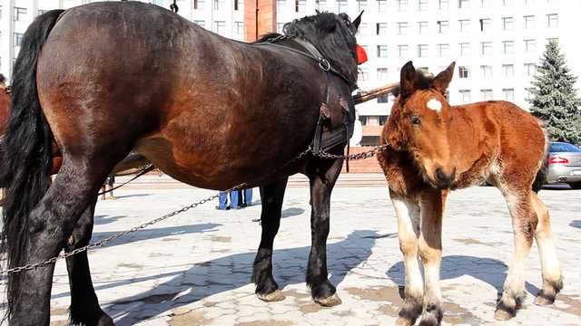 small foal attached with chain to his mother swat flies