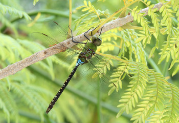 Green dragonfly on the tree