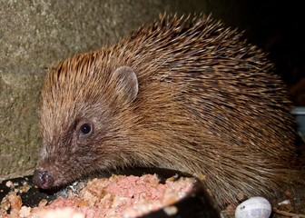 Hedgehog eating food from a bowl.