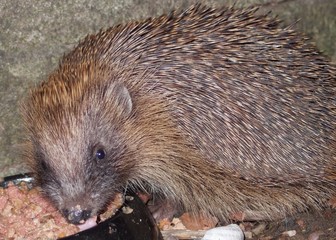 Hedgehog eating food from a bowl.